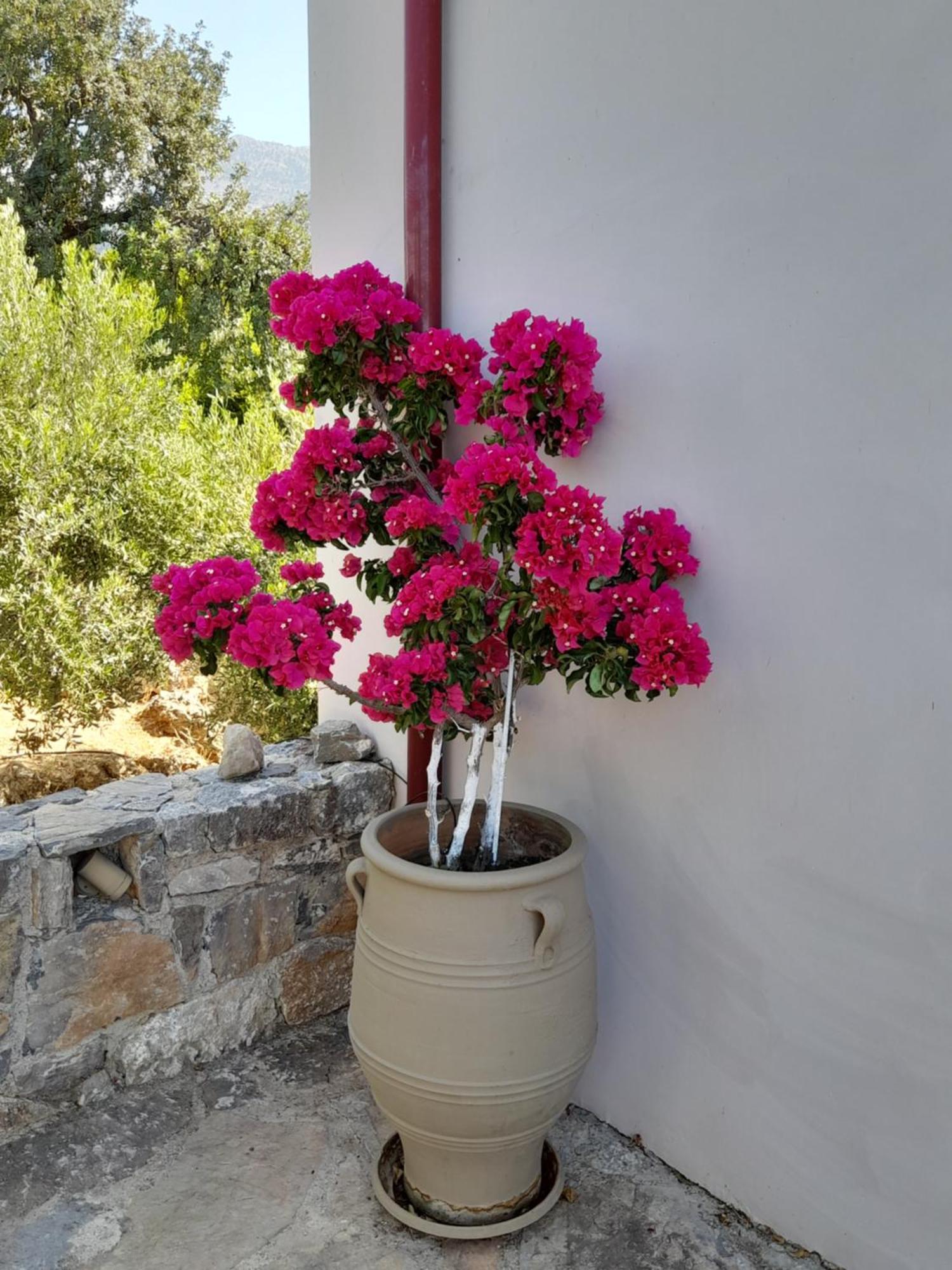 "Villa Kastania" Melidoni, Chania, Crete Kültér fotó