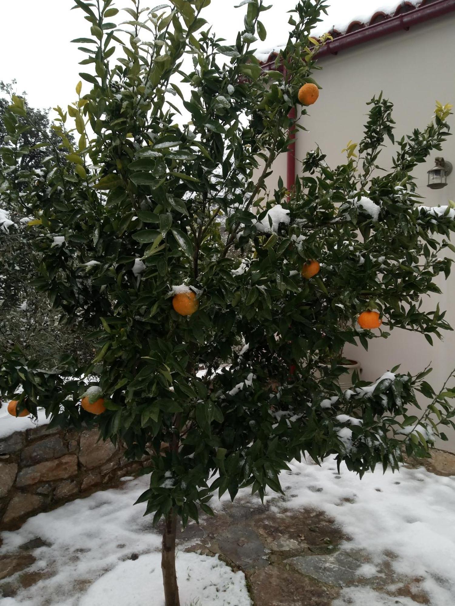 "Villa Kastania" Melidoni, Chania, Crete Kültér fotó